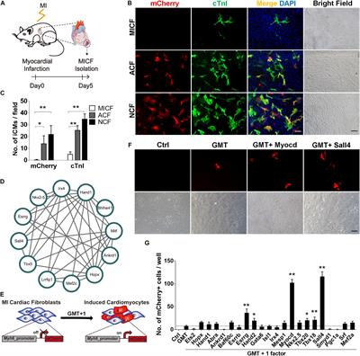 Sall4 and Myocd Empower Direct Cardiac Reprogramming From Adult Cardiac Fibroblasts After Injury